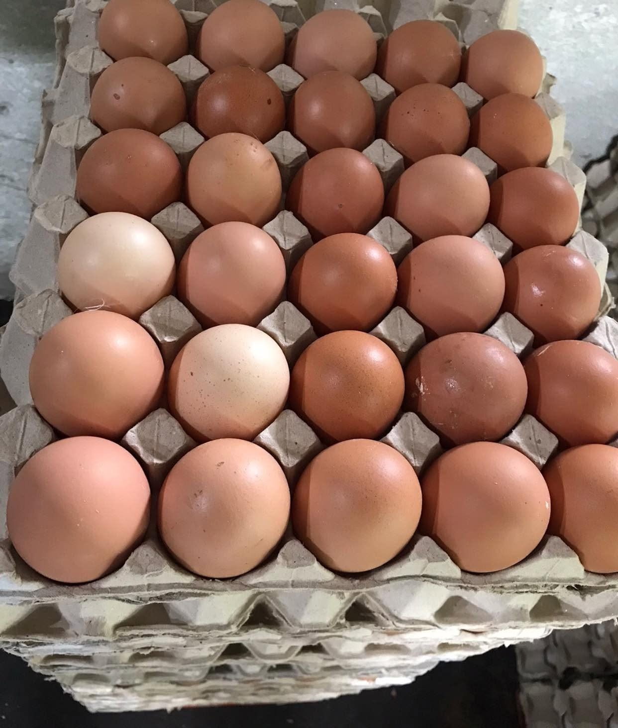 Tray of fresh eggs