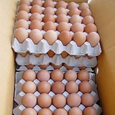 Crate of eggs for wholesale