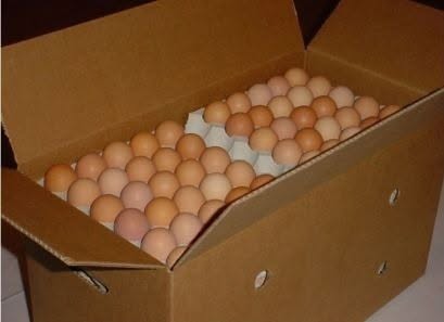 Free range brown eggs