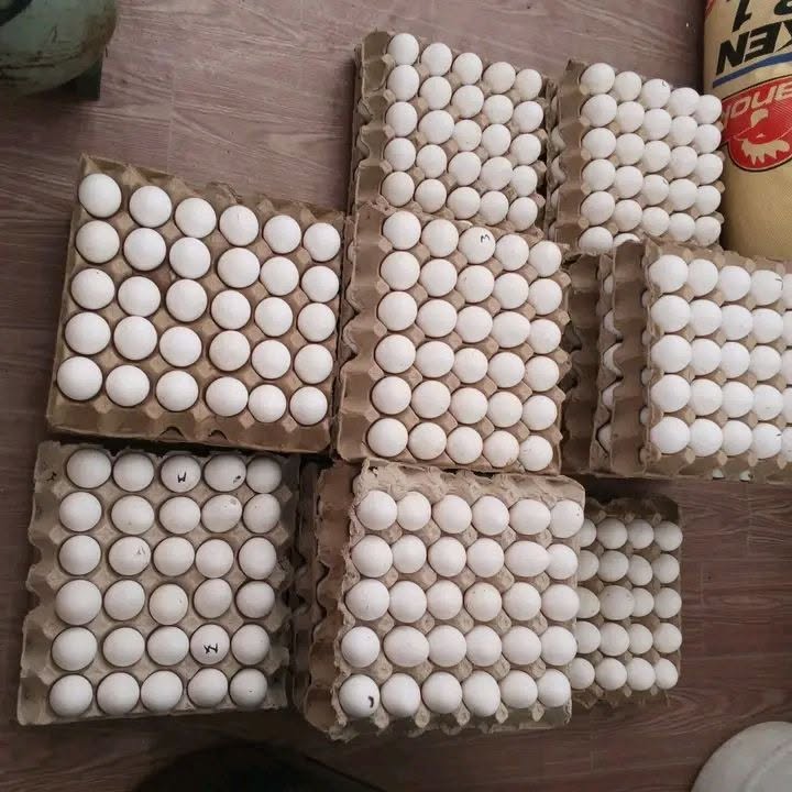 Eggs packed for delivery
